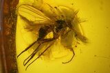 Fossil Fly (Diptera) and Beetle (Coleoptera) In Baltic Amber - #200155-1
